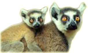 Bestand:Sifaka with young transparent.png