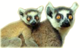 Sifaka with young transparent.png